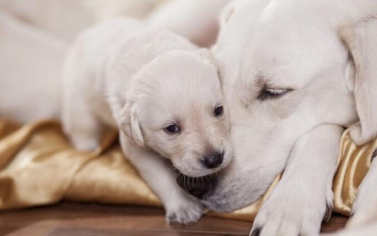 Decidir comprar um novo cão ou filhote pode ser emocionante