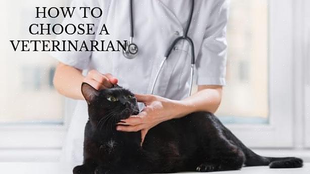 Uma das melhores maneiras de encontrar um bom veterinário é pedir recomendações a outras pessoas
