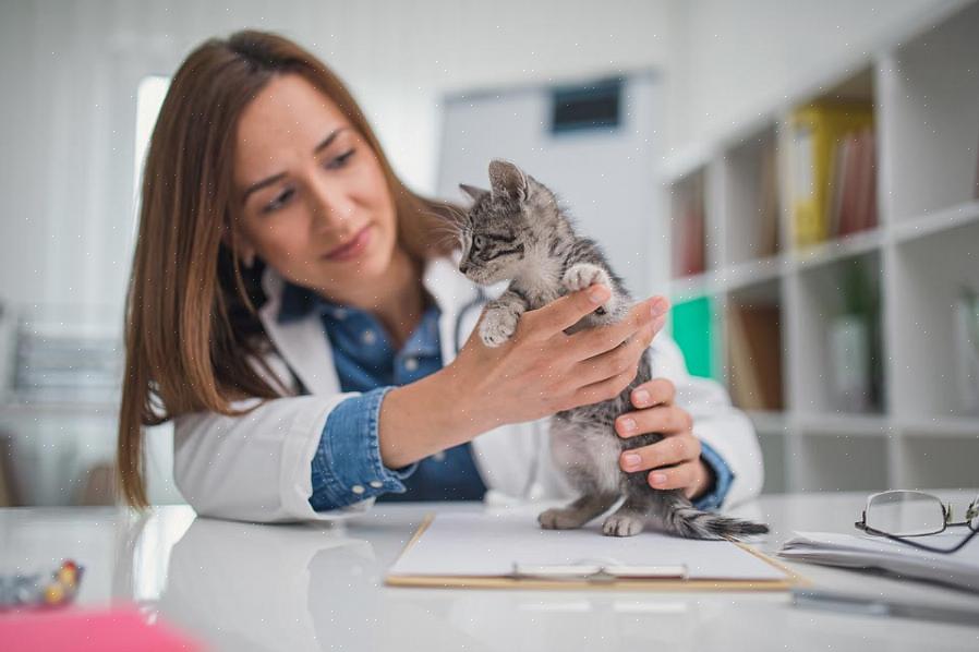 São uma boa fonte de recomendações veterinárias