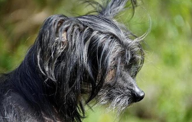 Seu cão não precisa ser chinês para que você lhe dê um nome chinês