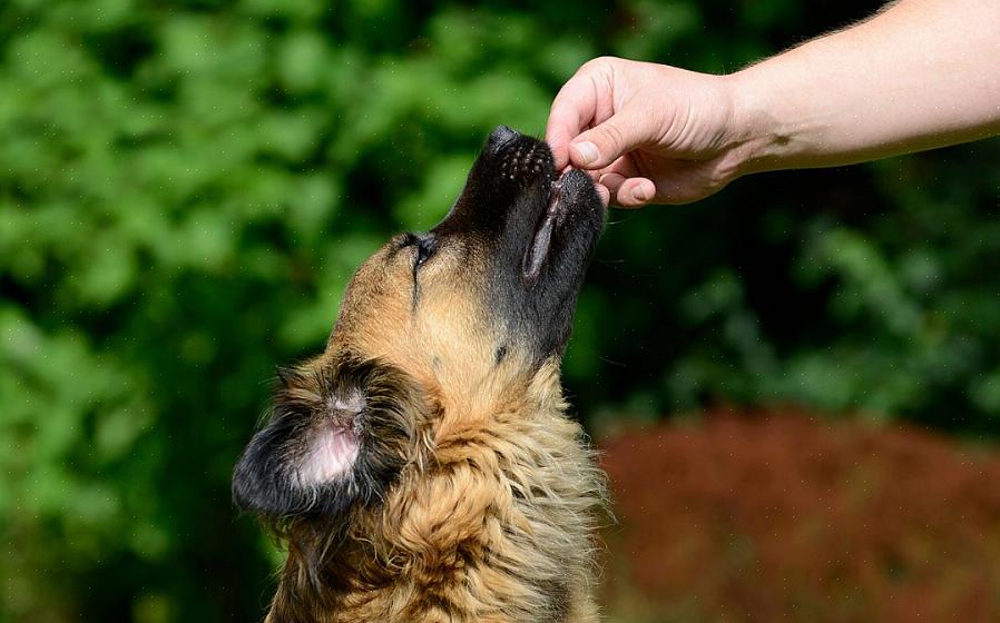 Certifique-se de escolher guloseimas para cães que tenham a cor oposta