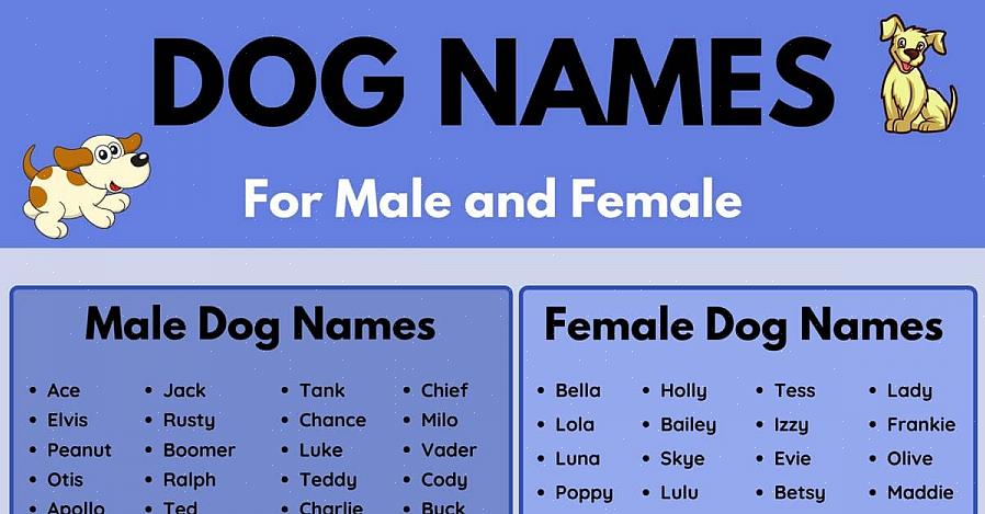 Existem TONELADAS de sites disponíveis que têm listas de muitos nomes de cachorrinhos diferentes