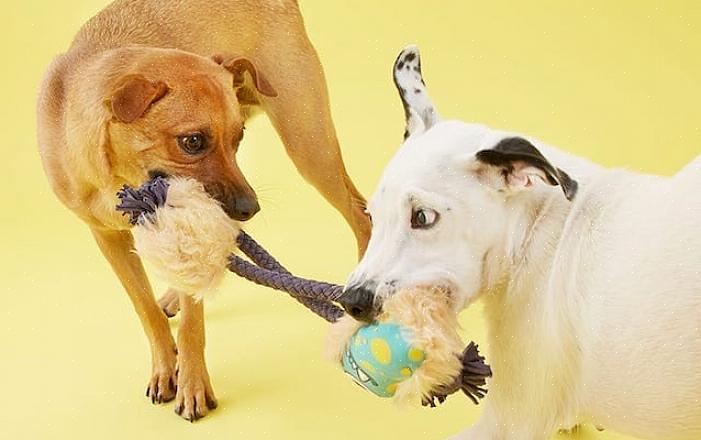 Você está pronto para cuidar de um filhote de cachorro ou cão adulto