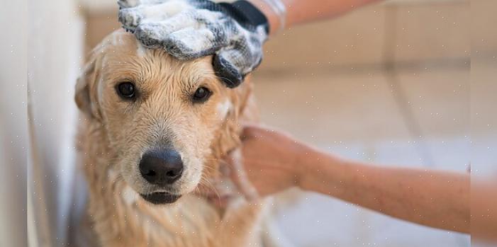 Para dar banho em um cachorro