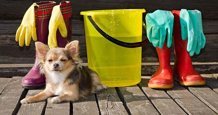A limpeza da primavera significa usar produtos de limpeza que podem causar sérios problemas para o seu cão