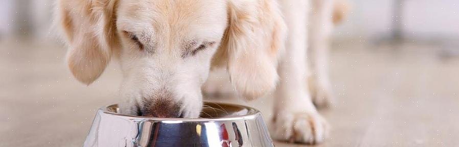 Todos nós podemos nos dar bem em restaurantes que aceitam animais de estimação se os donos observarem