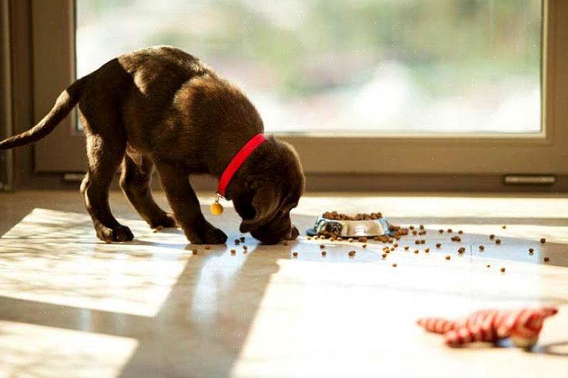 Sugerimos que você leve seu cão para uma caminhada preventiva antes de entrar no restaurante