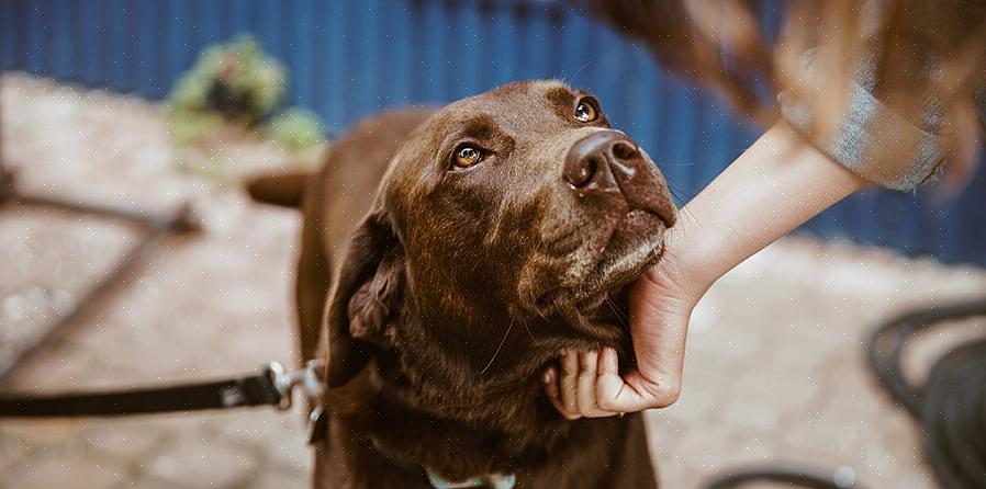 Apoie a campanha do grupo de direitos dos animais