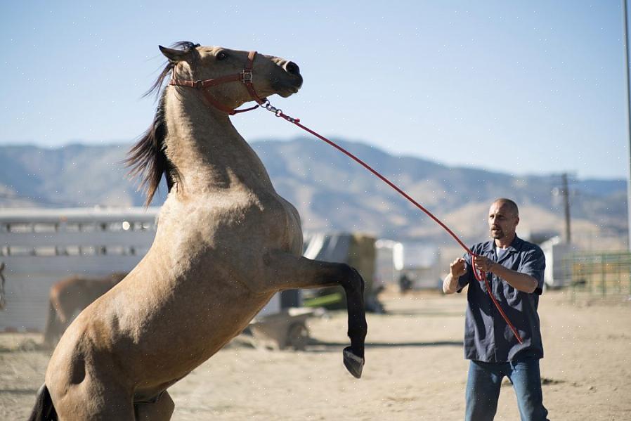 Experimente montar no cavalo selvagem