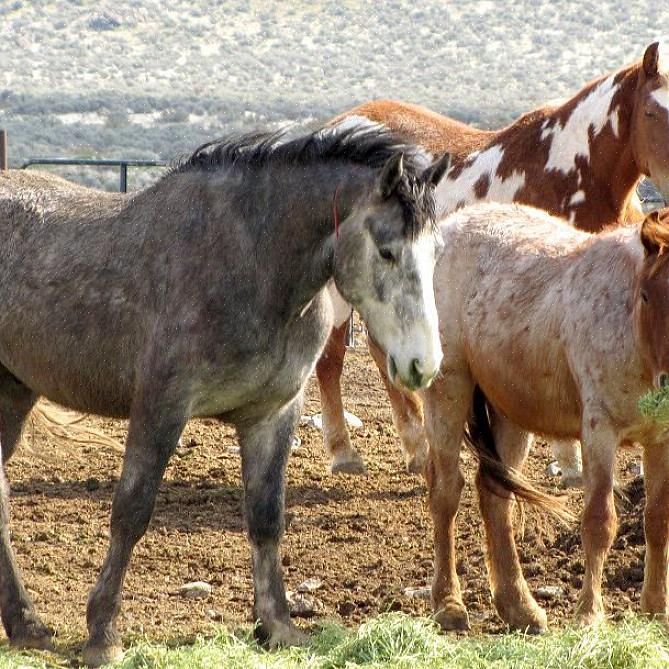 Acostume o cavalo selvagem com cordas