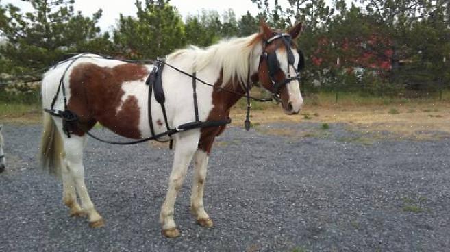 O arreio de um cavalo permitirá que você controle