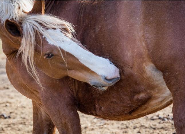 O veterinário também pode verificar se seu cavalo foi desparasitado