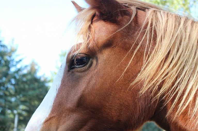 Se o seu cavalo parece desorientado