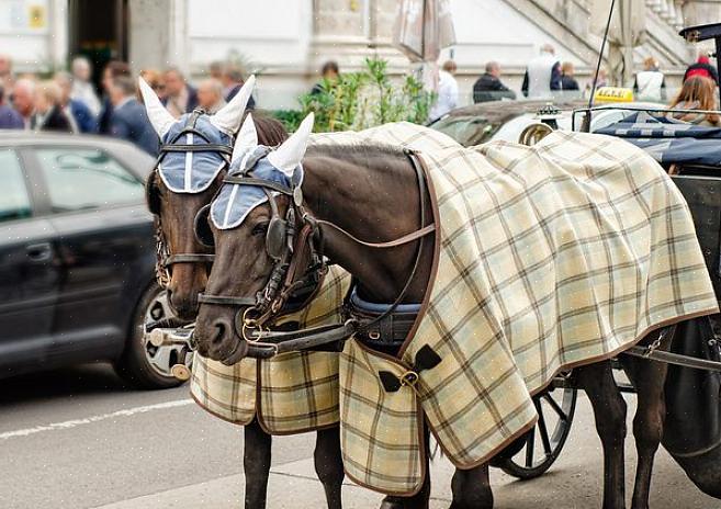 Para fazer uma manta de cavalo