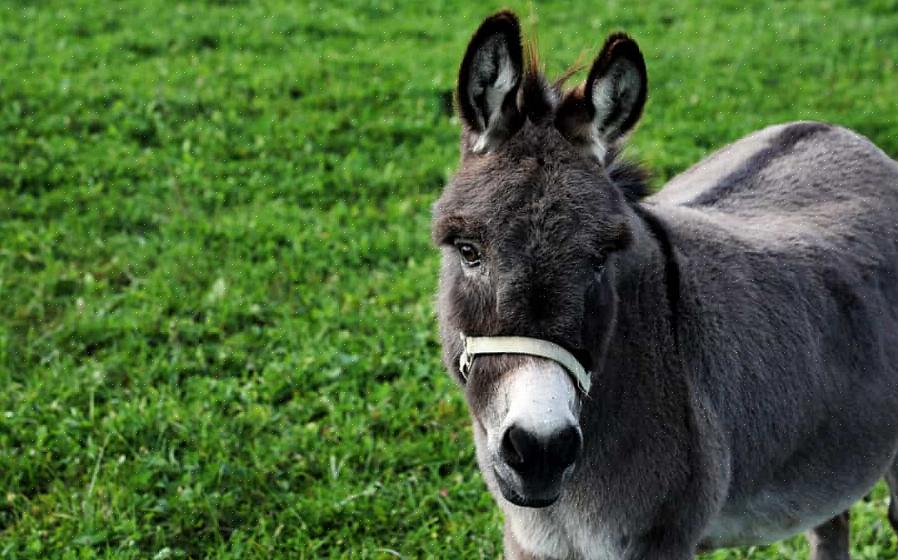 Os cavalos em miniatura exigem que seus donos invistam tempo