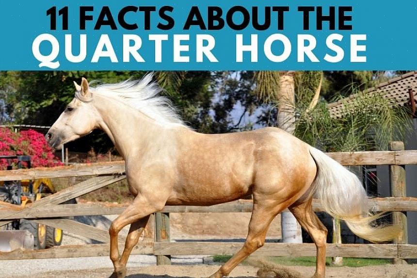 Um tipo de cavalo é o Cavalo Quarto de Milha europeu