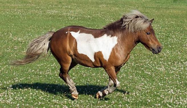 A pastagem deve ter meio acre de tamanho para um único cavalo em miniatura