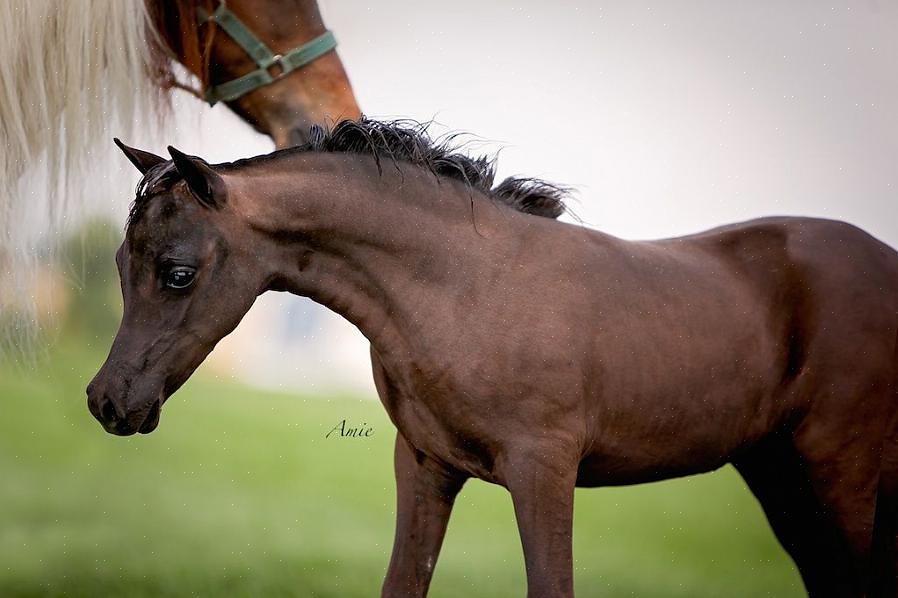 A coisa mais importante de que seu cavalo em miniatura precisa é um pasto