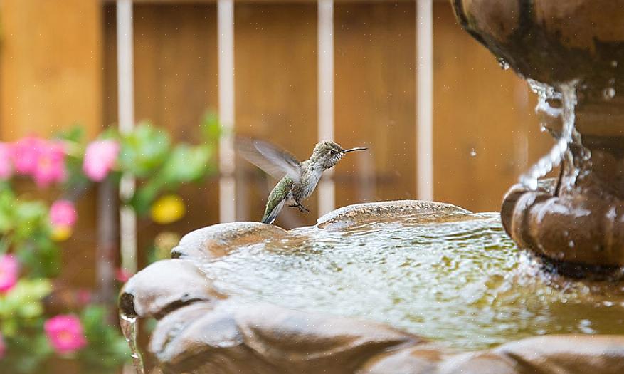 As fontes para banho de pássaros podem ser uma adição maravilhosa