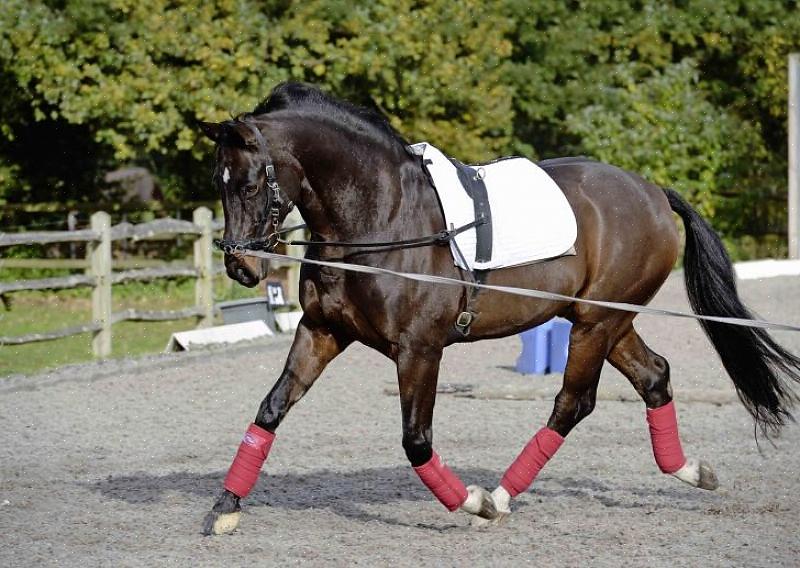 Montar um freio para cavalos é bastante fácil