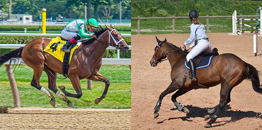 Violenta matança de cavalos de corrida continua a acontecer no Canadá