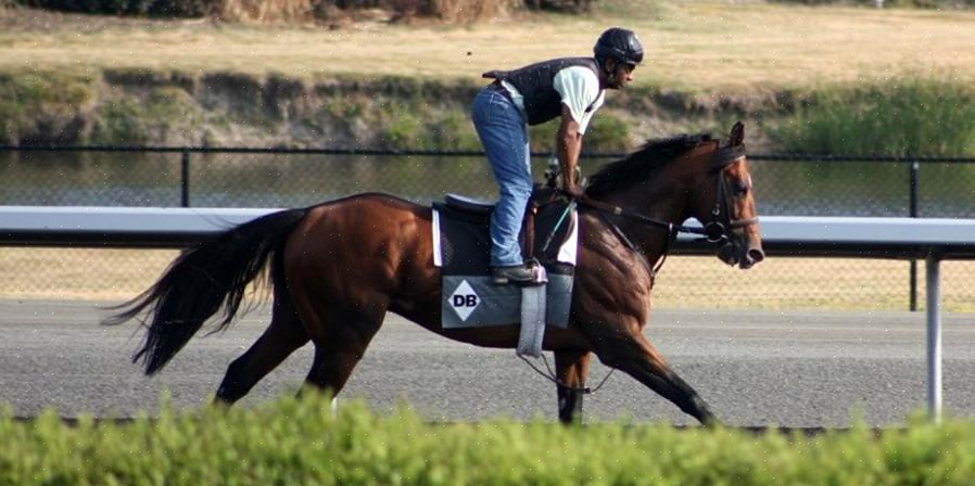 O Europe Jockey Club tem um excelente programa para aqueles que estão interessados em comprar cavalos