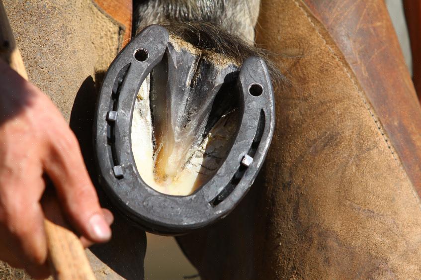 A ferradura do seu cavalo pode se soltar ou até mesmo ficar parcialmente retorcida