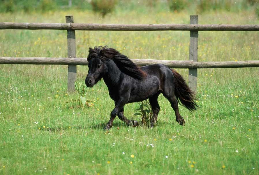 Um cavalo em miniatura não deve ter mais de 97 centímetros de altura