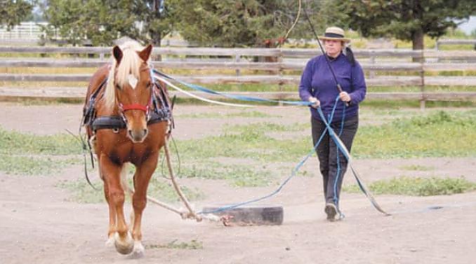 O primeiro passo para ensinar um cavalo a conduzir é aprender as diferentes peças