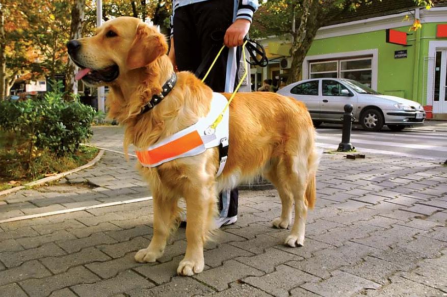 Você pode se perguntar o que é um cão guiando