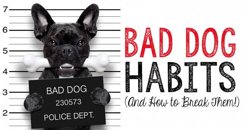 Certifique-se de oferecer alternativas para os maus hábitos que seu cão comete