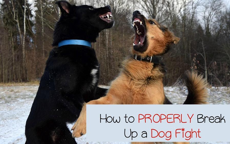 Pode ser perigoso para você se você não souber as técnicas adequadas para interromper uma briga de cães