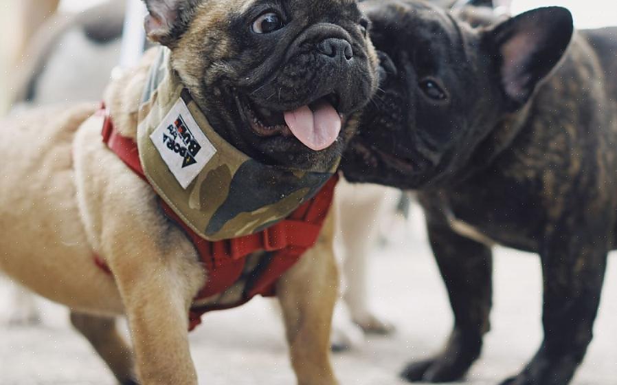 Haverá uma chance maior de que seu cachorro novo