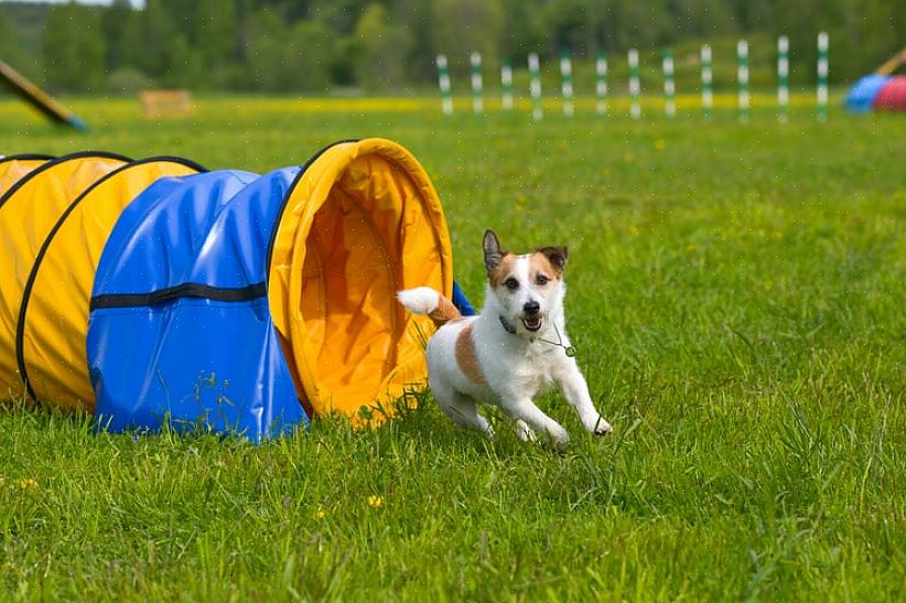 Seu novo animal de estimação precisará de uma caixa de transporte