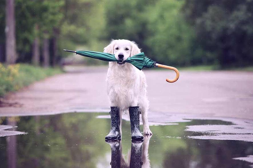 Nem todos os cães estão acostumados a tempestades - ou a qualquer som estrondoso