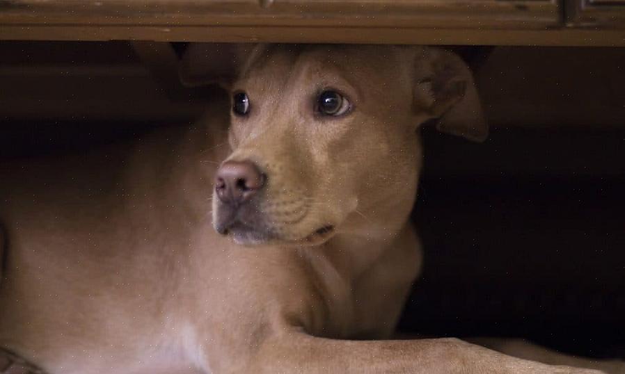 Se o seu cão está assustado com tempestades ou ruídos altos