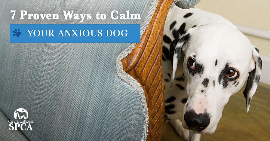 Técnicas para ajudar a acalmar seu cão nervoso