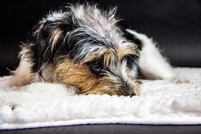 Especialistas em cães dizem que dar ao seu animal de estimação nervoso uma massagem diária ajuda a acalmá-lo