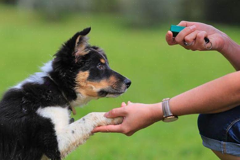 O seu cão conseguirá facilmente associar o ruído do clicker ao bom comportamento