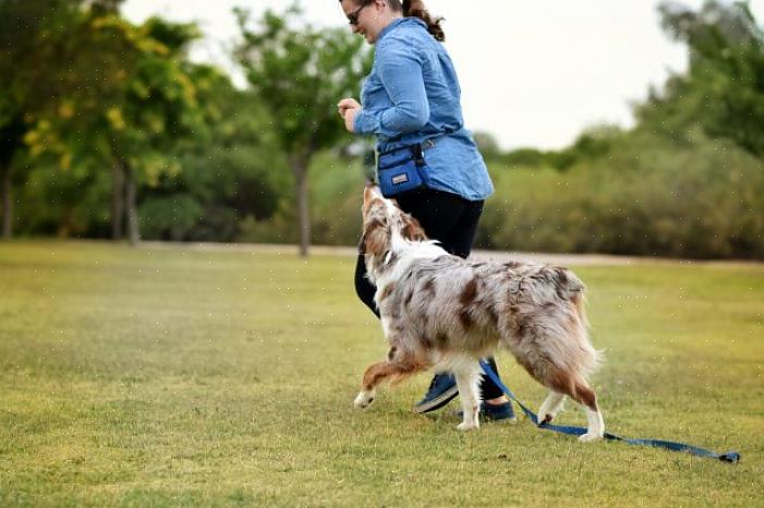 Aulas de treinamento de cães tratam de ensinar a seu cão os comandos verbais importantes