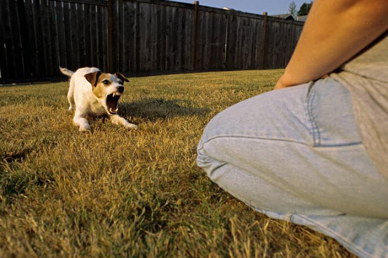Conselhos de treinamento sobre como controlar seu cão perto de visitantes ou treiná-lo mediante o pagamento