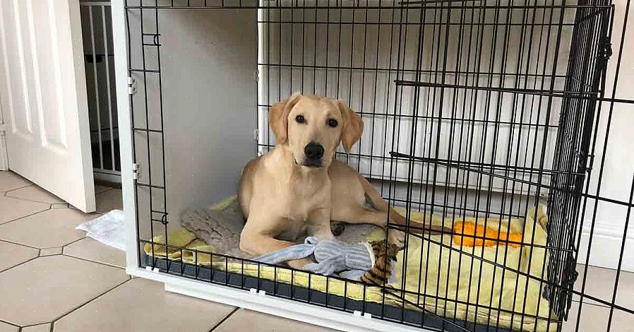 Deixe o cachorro entrar na caixa para comer a guloseima ou pegar o brinquedo do cachorro