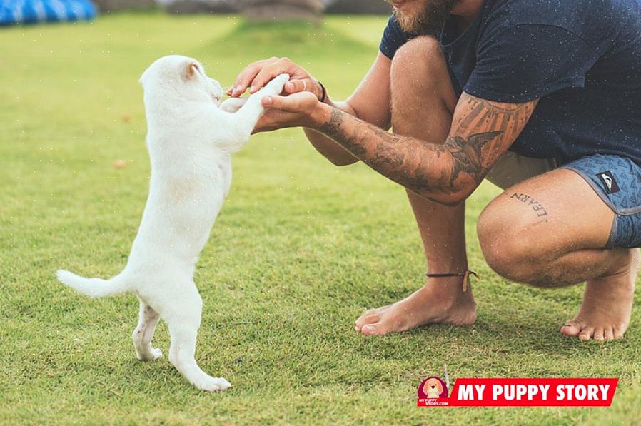 Ainda não saber nada sobre ser um bom líder canino