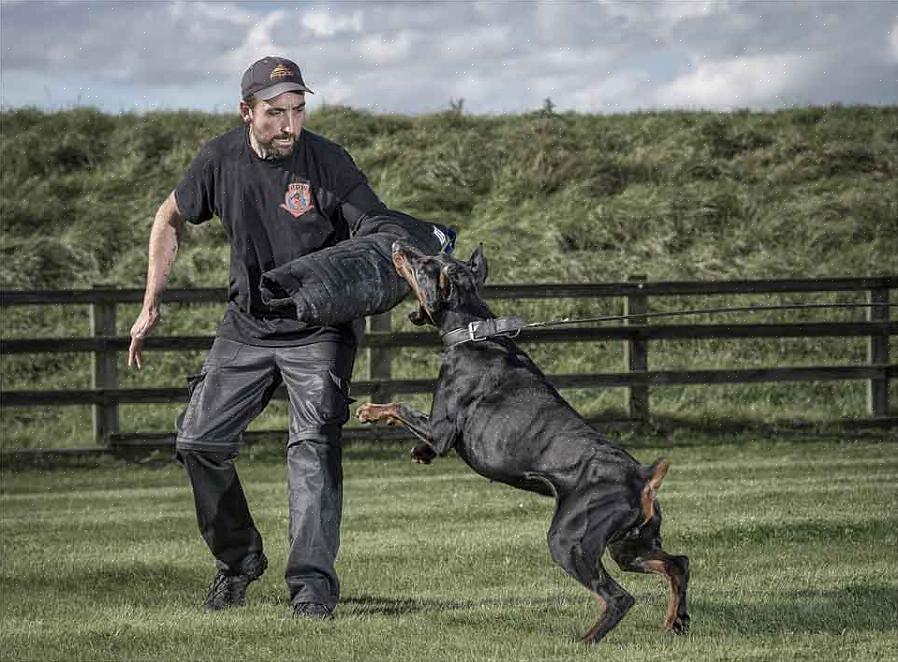 Uma das melhores fontes para o treinamento de cães de ataque seria um clube local de schutzhund