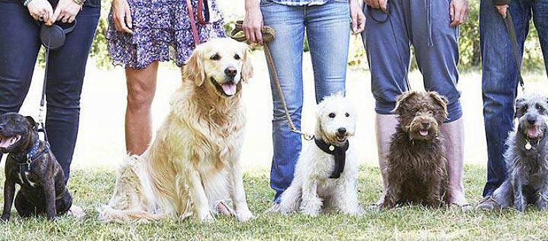 Para encontrar a escola de obediência certa para o seu cachorro