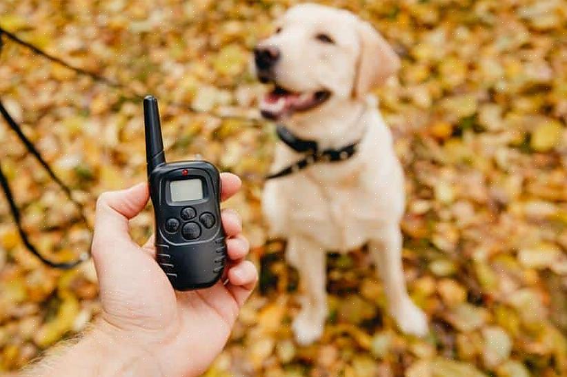 O outro tipo de coleira eletrônica de treinamento de cães emite um leve impulso elétrico quando o cão late