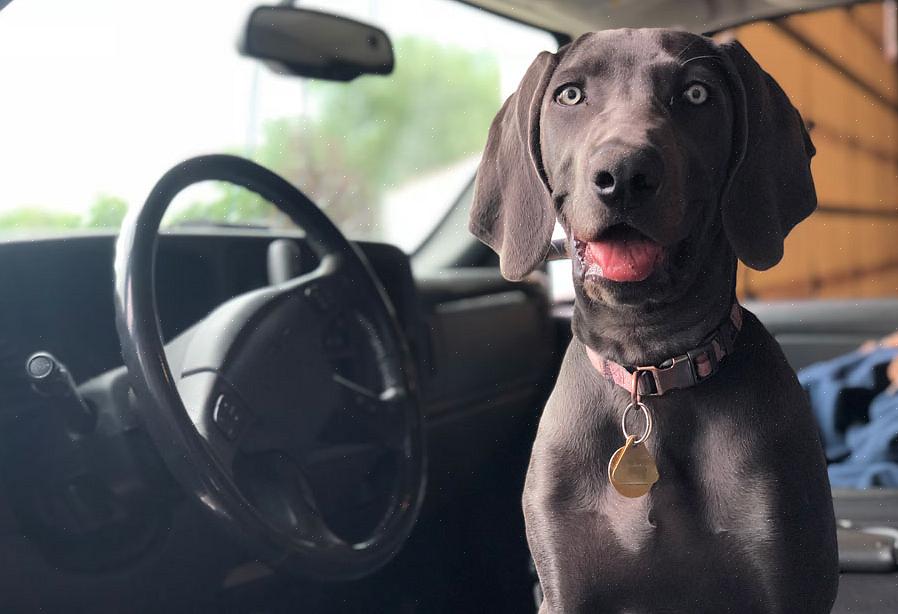 Se o seu cão sempre se recusa a voltar para você ao comando "Venha"