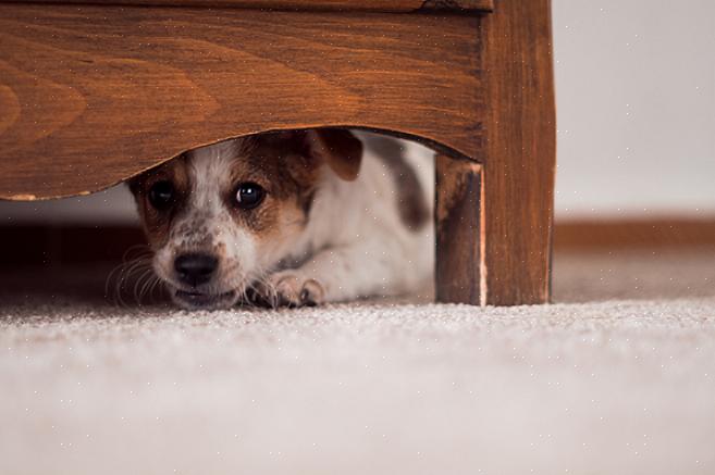 Aprenda a ler a linguagem corporal do seu cão