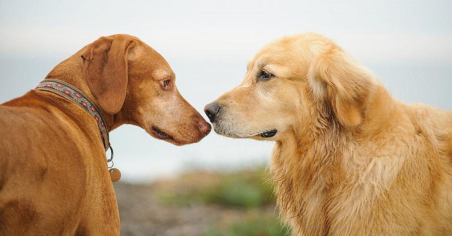 Tente evitar lugares onde seus cães já tenham reivindicado muito