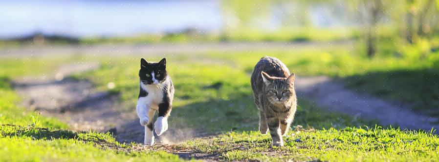 Você deve pensar na situação do ponto de vista do animal existente